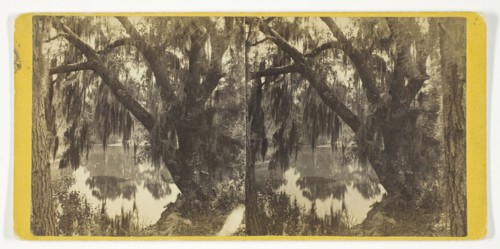 Unititled [Spanish moss on a tree], 1875/99.  Creator: Unknown.