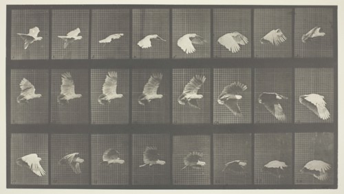 Animal Locomotion, Plate 758, 1887. Creator: Eadweard J Muybridge.