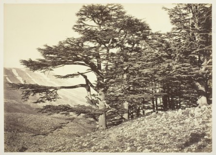 Cedars of Lebanon, c. 1870. Creator: Felix Bonfils.