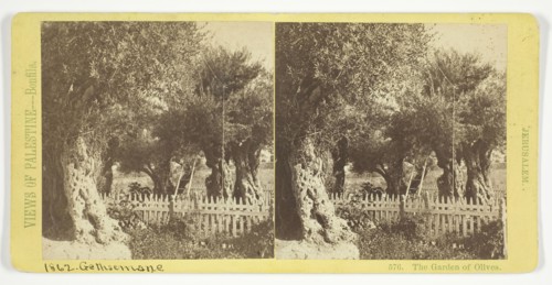 The Garden of Olives, Jerusalem, 1860/85. Creator: Felix Bonfils.