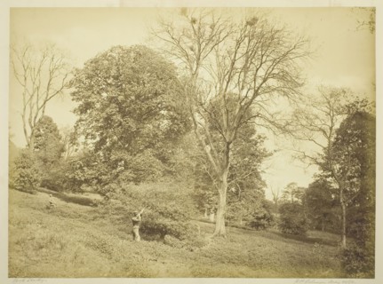Rook Shooting, May 21, 1881. Creator: Henry Peach Robinson.