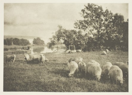 A Study of Sheep, c. 1880/90, printed April 1890. Creator: J. B. B. Wellington.