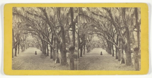Bonaventure, 1860/80. Creator: J. N. Wilson.