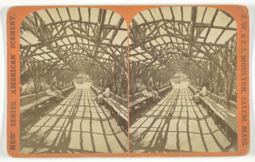 Vine Clad Arbor, 1873/81. Creator: J.W. & J.S. Moulton.
