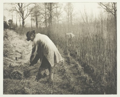 Men cutting rushes, 1892.  Creator: James Leon Williams.