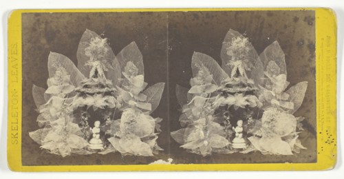 Untitled, 1873. [Skeleton leaves and statuette]. Creator: John P. Soule.