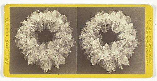 Untitled, 1873. [Skeleton leaves]. Creator: John P. Soule.