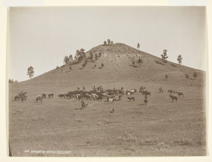 Working a little bunch in the hills, c. 1900. Creator: Laton Alton Huffman.