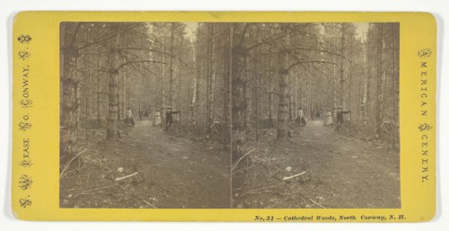 Cathedral Woods, North Conway, N.H., Mid 19th century. Creator: N.W. Pease.