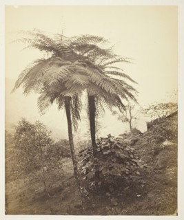 The Tree Fern, Prize Photo, 1863. Creator: Samuel Bourne.