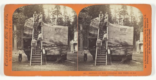 Section of the Original Big Tree - 30 feet diameter, 1868/70. Creator: Lawrence & Houseworth.