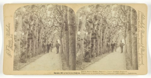 Queen Mary's Bower, Hampton Court, London, England, 1892. Creator: Underwood & Underwood.