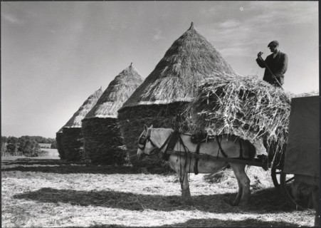 Hayricks, Ashridge Farm, Green End Road, Radnage, Wycombe, Buckinghamshire, 1930s. Creator: J Dixon Scott.