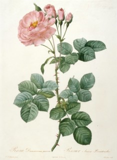 Rosa Damascena aurora, Rosier Aurore Poniatowska (From La Couronne de roses), 1817-1824. Creator: Redouté, Pierre-Joseph (1759-1840).