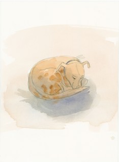 Sleeping dog, 2003. Creator: Judith Dobie.