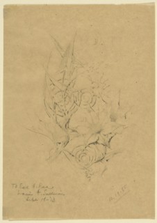 Plant Form Study, 1885. Creator: Louis Sullivan.