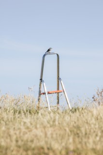 Songbird perched on a stepladder, St Cuthbert's Isle, Holy Island, Northumberland, 2018. Creator: Alun Bull.