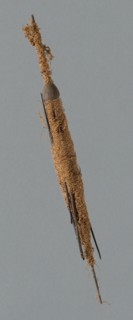 Wooden Spindle, Peru, 1000/1476.