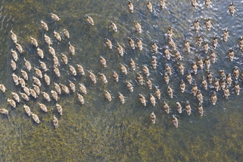 Ducks on a pond, Allerton Park, Allerton Mauleverer, North Yorkshire, 2019. Creator: Alun Bull.