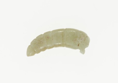 Silkworm Pupa Pendant, Shang or Western Zhou period, 13th/10th century B.C. Creator: Unknown.