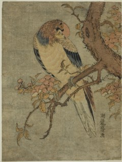Parrot on Quince Tree, c. 1770. Creator: Isoda Koryusai.