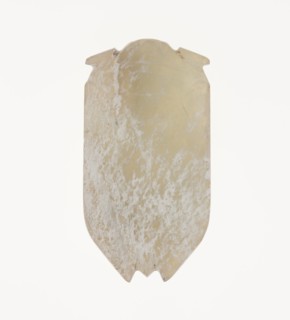 Cicada, Han dynasty (206 B.C.-A.D. 220).