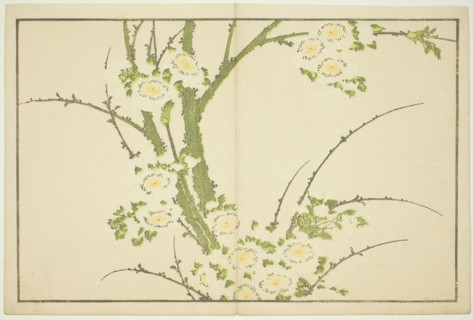 Flowers, from The Picture Book of Realistic Paintings of Hokusai (Hokusai shashin gafu), Japan, c. 1814.