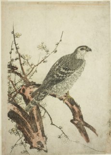 Hawk on a Plum Branch, Japan, c. 1796/1804.
