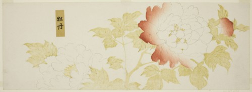 Peonies, Japan, n.d.