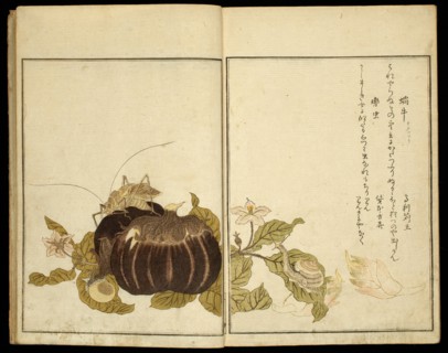 Picture Book: Selected Insects (Ehon mushi erabi), Japan, 1788. Aubergine, snail and grasshopper.