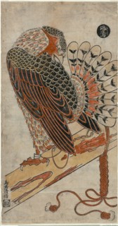Sparrowhawk (Konori taka), c. 1716.