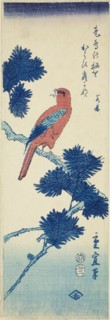Bird on pine tree, 1857.