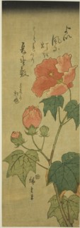 Hibiscus, c. 1843/47.