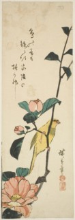 Canary and camellias, 1840s.