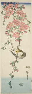 Great tit and cherry blossoms, c. 1847/52.