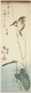 Kingfisher above a Yellow-flowered Water Plant, 1853, third month.