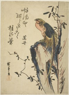 Golden pheasant, 1830s.