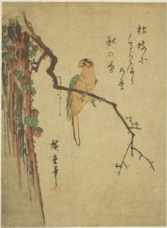 Macaw on ivy-covered tree, 1830s.