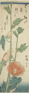 Hibiscus, c. 1843/47.
