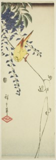 Canary and wisteria, c. 1843/47.