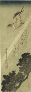 Cuckoo flying in rain, early 1830s.