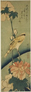 Blacked-naped oriole on hibiscus, mid-1830s.