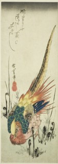 Golden pheasant and bracken ferns, c. 1830s.