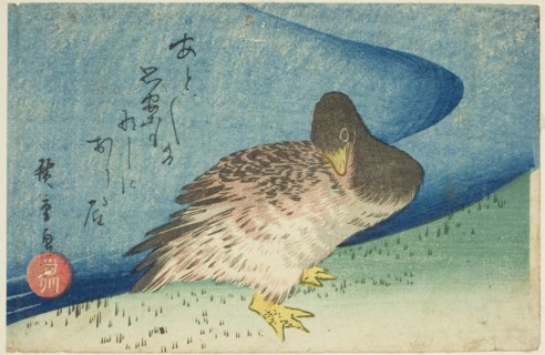 Goose on riverbank, c. 1833/34.