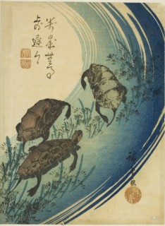 Turtles swimming in a stream, c. 1840.