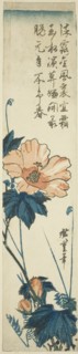 Hibiscus, 1830s.