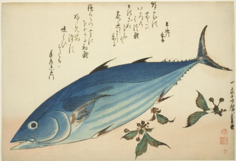 Bonito and saxifrage, from an untitled series of fish, c. 1832/33.