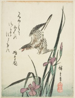 Cuckoo flying over iris, 1830s.