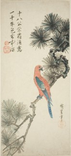 Macaw on a pine branch, c. 1835.