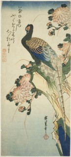 Pheasant and chrysanthemums, 1830s.